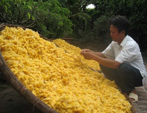 Vietnam silk cocoon